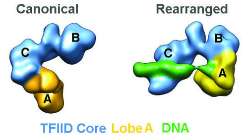 The TFIID transcription factor protein co-exists in two states – canonical, in which the lobe A is connected to the lobe C, and rearranged, in which the lobe A is connected to the lobe B. Only in the rearranged state does TFIID bind to DNA. (Image courtesy of Nogales, et. al)