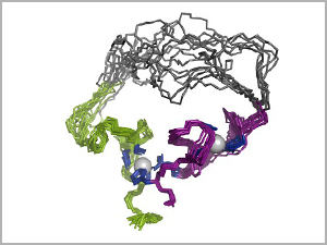 3-D structure of the evolved enzyme (an RNA ligase), using 10 overlaid snapshots. In the top region, the overlays show the range of bending and folding flexibility in the amino acid chain that forms the molecule. The two gray balls are zinc ions. Image credit: University of Minnesota