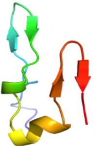 Abeta hairpin. Abeta, with hairpin turn between orange and red arrows. Image credit: University of California