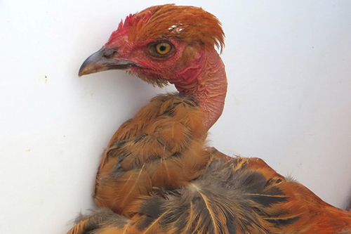 UD's Carl Schmidt visited Uganda to study the genetic makeup of African chickens. Photo provided by Carl Schmidt