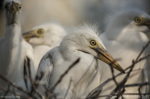 Amphibian-eating birds such as herons and egrets are part of the aquatic parasite cycle. Image credit: Dave Herasimtschuk/Freshwaters Illustrated