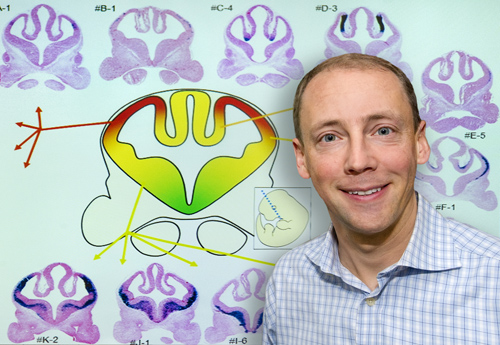 Axel Visel led the development of a gene enhancer atlas for the cerebrum that will provide new insight into how the brain develops and functions, and how it malfunctions in neurological disorders. (Photo by Roy Kaltschmidt)