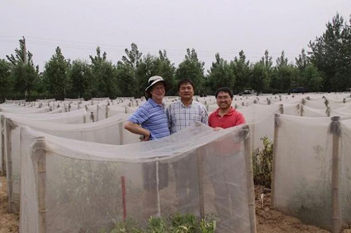 Bruce Tabashnik (left), Kongming Wu (middle) and Xianchun Li (right) check field experiments at the Lang Fang Experiment Station of the Chinese Academy of Agricultural Sciences. (Photo by Hongsheng Pan, Chinese Academy of Agricultural Sciences)