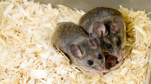 California mice, Peromyscus californicus, in Rosenfeld's lab. Image credit: Roger Meissen, Bond Life Sciences Center.