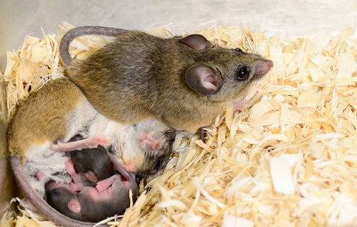 California mice, Peromyscus californicus, in Rosenfeld's lab. Image credit: Roger Meissen, Bond Life Sciences Center. 