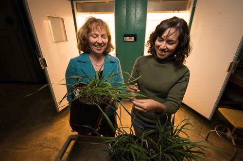 MSU plant biologist Carolyn Malmstrom (l) and research associate Tawny Mata inspect at plant in the Plant Biology Laboratories’ growth chamber. Malmstrom’s research focuses on the use of wild-growing plants in biofuels. Photo by G.L. Kohuth.