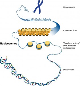 A younger cell’s game. Cells control harmful transposons in DNA by wrapping them tightly around nucleosomes and packing them into chromatin fibers. The ability to maintain control of harmful transposons diminishes as cells age. Image Credit: Darryl Leja/National Human Genome Research Institute (Click image to enlarge)