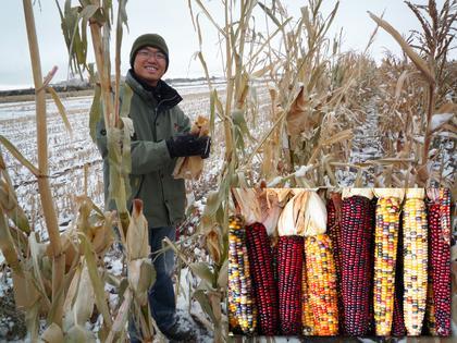 A new study led by CU-Boulder involving graduate student Chi-Chih Wu, shown here, indicates corn plants may have an altruistic side. Photo courtesy CU-Boulder