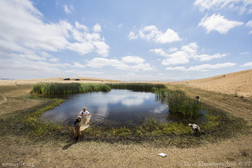Scientists search ponds for deformed amphibians. Image credit: Dave Herasimtschuk/Freshwaters Illustrated