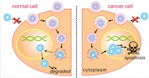 Nano-capsules and cancer. A diagram of the synthesis of degradable nanocapsules into cell nuclei to induce apoptosis, or programmed cell death, in cancer cells. The nanocapsules degrade harmlessly in normal cells. Image courtesy of UCLA Engineering (Click image to enlarge)