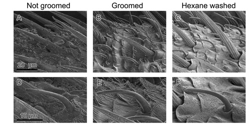 Electron microscopy images show ungroomed, groomed and cleansed roach antennae (A-C). Also shown are tiny, pheromone-sensitive sensilla on the antennae (D-F). Image credit: North Carolina State University