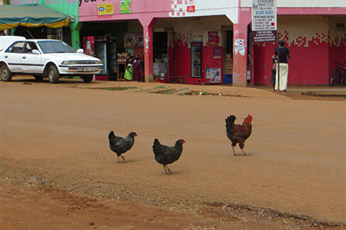 UD's Carl Schmidt visited Uganda to study the genetic makeup of African chickens. Photo provided by Carl Schmidt