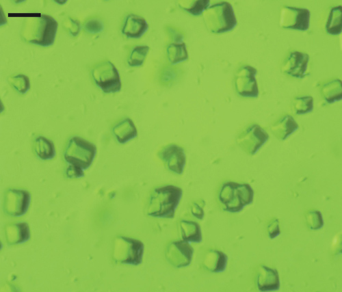 Green crystals, thousandths of a millimeter in size, preserve the molecular structure and activity of photosystem II, the molecule that photoxidizes water into molecular oxygen. (Image courtesy of Jan Kern, Berkeley Lab) 