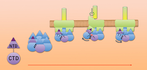 The story till now: individual FlaI proteins have two units, bases and points, connected by a flexible linker. When bound to ATP they assemble a six-member crown, which attaches to the base of the FlaJ protein in the cell membrane. When an individual FlaI protein hydrolyzes ATP and releases a phosphate, its point moves up and creates a space beneath the archaellum filament, where FlaB subunits can join the filament’s base, causing it to grow. The same changes in conformation drive rotation, but the exact mechanism is still be learned. Image credit: Berkeley Lab