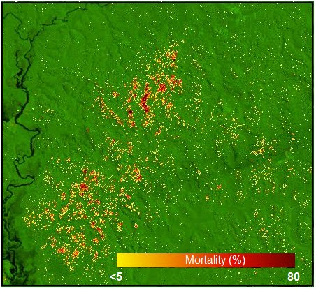 A mortality map of the Amazon near Manaus, Brazil based on Landsat satellite images shows the spatial pattern of tree mortality. Image credit: Berkeley Lab