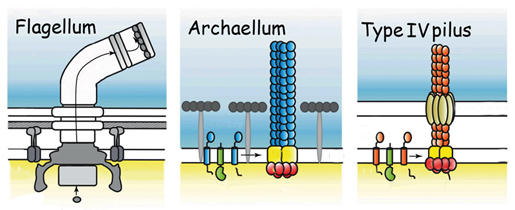 The motile structures in Bacteria and Archaea: the archaellum (center) functions like a bacterial flagellum but its structure resembles a bacterial Type IV pilus. Image credit: Berkeley Lab