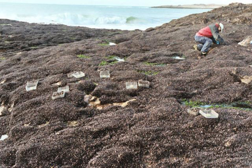 Mussel beds in Patagonia. Hundreds of studies over two decades from sites around the world suggest that the Stress Gradient Hypothesis can be employed as a rule of thumb. “We’re no longer in the casual, earlier stages of ecology,” says biologist Mark Bertness. Image credit: Bertness lab/Brown University 