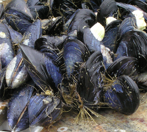 Mussels anchor themselves in place using masses of strong, flexible byssal threads. Pictured is Mytilus trossulus, the bay mussel exposed to a a range of temperatures in University of Washington experiments. Image credit: E Carrington/Friday Harbor Laboratories/UW