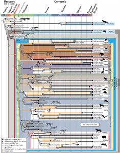 The new evolutionary tree for placental mammals, combining phenomic and genomic data. Image credit: Stony Brook University/Luci Betti Nash (Click image to enlarge)