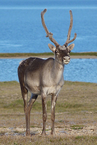 Princeton University researchers developed a model that can help determine the future range of nearly any disease-causing parasite under climate change. The framework calculates how projected temperature change would alter the creature's metabolism and life cycle. The researchers tested their model on a species of nematode, or roundworm, that lives in the Arctic and primarily infects caribou (above). As Arctic temperatures increase, the parasite's infectious season could split from what is now a continuous spring-to-fall transmission season into two longer fall and spring seasons separated by a hot, unlivable summer. (Photo by Susan Kutz)