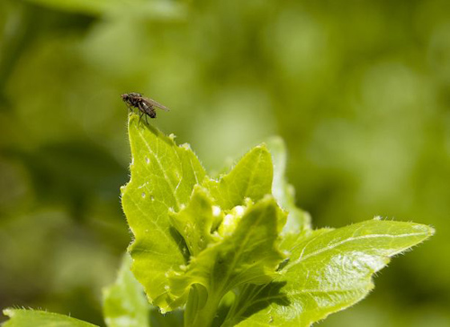 Scaptomyza nigrita, an herbivorous fly, poises atop its host plant, a mustard toxic to most other organisms. (Photo by: Noah Whiteman)