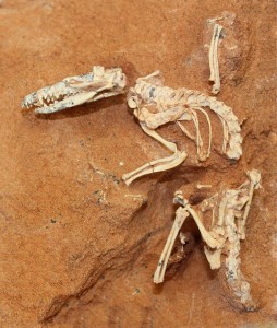 This shrew-sized Cretaceous-age mammal was uncovered in the Gobi Desert. Image credit: AMNH/S. Goldberg, M. Novacek (Click image to enlarge)