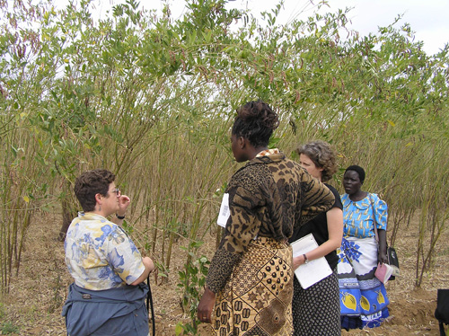 Sieglinde Snapp, MSU researcher, (left) works with Malawi farmers to help them improve their techniques and their yields. Image courtesy of MSU.