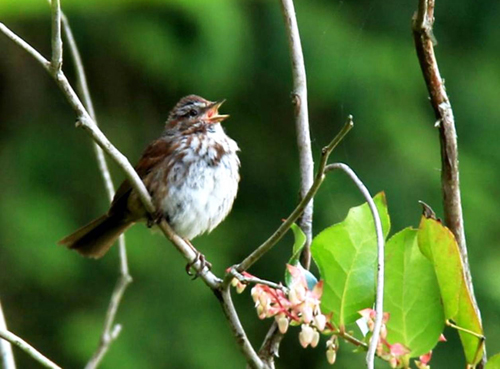 Song sparrow singing in his territory.  Image credit: Çağlar Akçay, UW