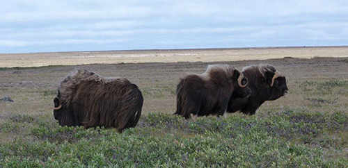 What affects the parasite affects the host. The researchers will broaden their model to better understand what toll a boost in parasite population could have on hosts such as muskoxen herds (above). A nematode with a penchant for the lungs of muskoxen recently expanded its range in the Arctic. (Photo by Susan Kutz)