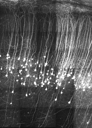 A 3-D reconstruction of neurons in the somatosensory cortex. Image credit: Yale University