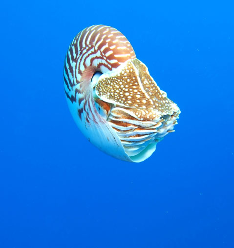 A Samoan nautilus about 2 miles offshore is seen in this photo from February 2013. At this location, the water was about 1,200 feet deep and the nautilus was at a depth of about 75 feet.  Image credit: Peter Ward/UW