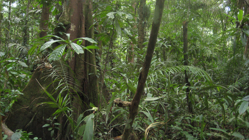 The Amazon forest in Brazil. Image credit: Pete Newton.