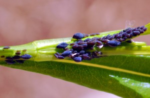 Unlike other aphids, the Aphis Mizzou bugs don’t seem to be harming anything. The bugs just want to feed on the young leaves of the St. John’s Wort plant. Image credit: University of Missouri (Click image to enlarge)