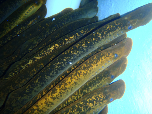 A team of scientists has presented an assembly of the sea lamprey genome – the first time the entire sequence has been decoded. Image courtesy of MSU.