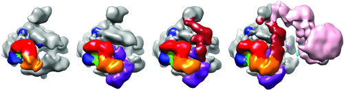 Berkeley Lab researchers have produced the first step-by-step snapshots of the assembly of transcription factors and RNA polymerase into a transcription pre-initiation complex. (Image courtesy of Nogales group)