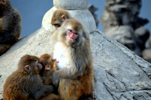 Anthropologists now believe the ancestor of all modern African monkeys was alive millions of years earlier than previously thought. Image credit: Peter Griffin