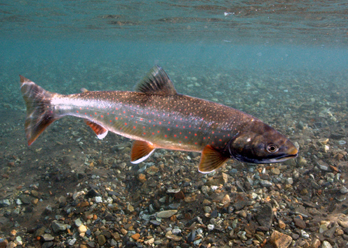 The color of Dolly Varden trout, this one a 16-inch (40-centimeter) adult, deepens when it’s time to spawn. Image credit: M Bond/U of Washington