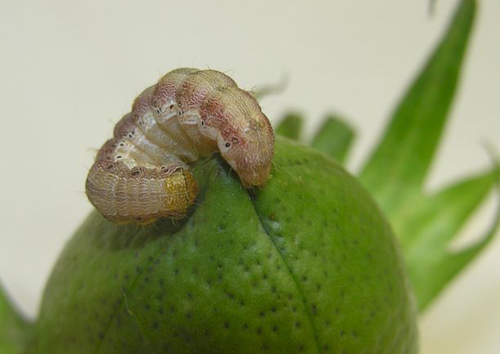 The same pest is called cotton bollworm when plaguing cotton plants. (Photo by: Thierry Brévault)