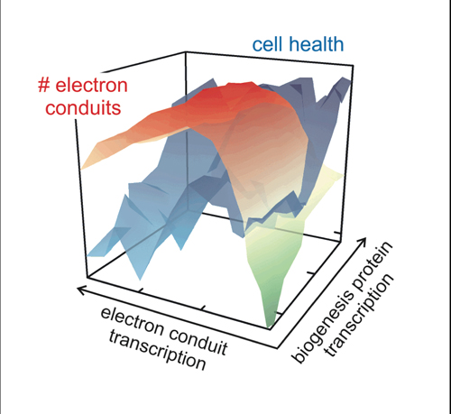 The Foundry team discovered that there is a delicate balance between the number of MtrCAB electron conduits (green-to-red contour) and cell health (blue contour) in their engineered E. coli strains. The right combination allows E. coli to be ‘wired up’ to an electrode. Image credit: Berkeley Lab