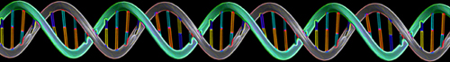 In their research, the scientists compared DNA from aye-ayes to DNA of humans. Image credit: James J. Caras, National Science Foundation