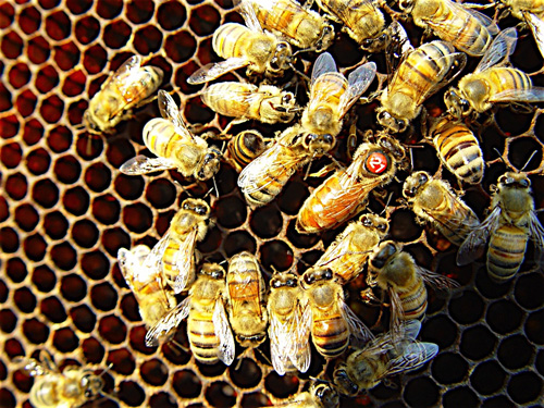 Researchers have ID'd key risk factors in bee colony deaths. Image credit: David Tarpy, North Carolina State University