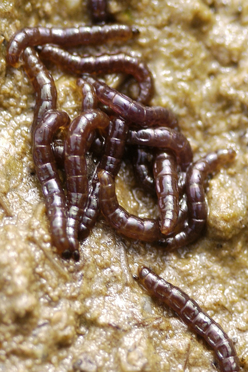 The larvae of Belgica antarctica, a flightless midge and Antarctica's only indigenous insect. Image credit: Photograph by Richard E. Lee, Jr., NSF