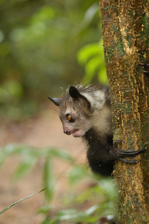 Genomes of three populations of aye-ayes were sequenced to help conserve the species. Image credit: Edward Louis, Omaha Zoo