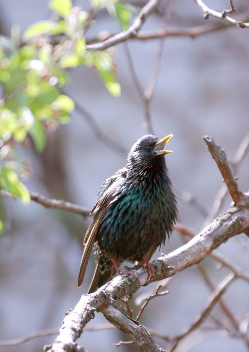 A new study of starlings shows that sleep consolidates learning, even when two competing tasks are learned in the same day. Photo by Daniel D. Baleckaitis