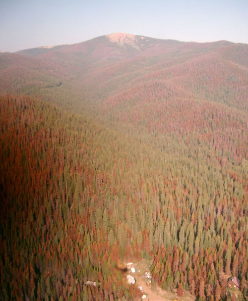 Warmer wintertime temperatures are thought to boost pine beetle populations, while extended dry periods make trees more susceptible to the insects. (Photo by: David Moore/UA School of Natural Resources and the Environment)