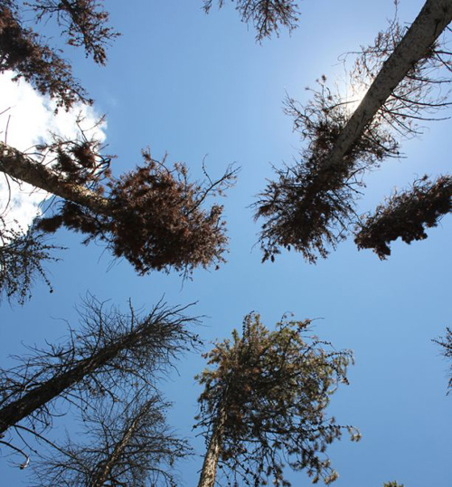 Looking up into pine trees infested with pine beetles. (Photo by: David Moore/UA School of Natural Resources and the Environment)