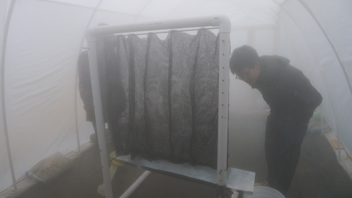 UW students create, harvest fog in campus ‘hoop house’