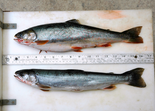 Although the same length, a specimen of Dolly Varden collected in August when salmon eggs are available weighs 50 percent more than a specimen from June when there is no egg subsidy. Image credit: M Bond/U of Washington