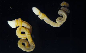 Two individuals of Harrimania planktophilus, a modern enteropneust (harrimaniid) worm. Proboscis to the left. Total length of a relaxed and uncoiled animal is approximately 32 mm. Photo by: C.B. Cameron, Université de Montréal