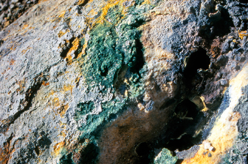 Yellow sulfur deposits and Galdieria on a rock near Reykjavik. Image credit: Christine Oesterhelt